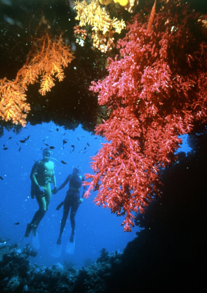 Diving on the Great Barrier Reef