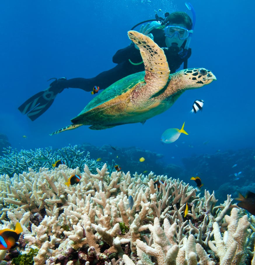 Person Scuba Diving Near Sea Turtle, Great Barrier Reef